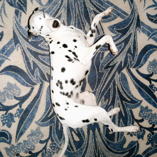 Hox Hound