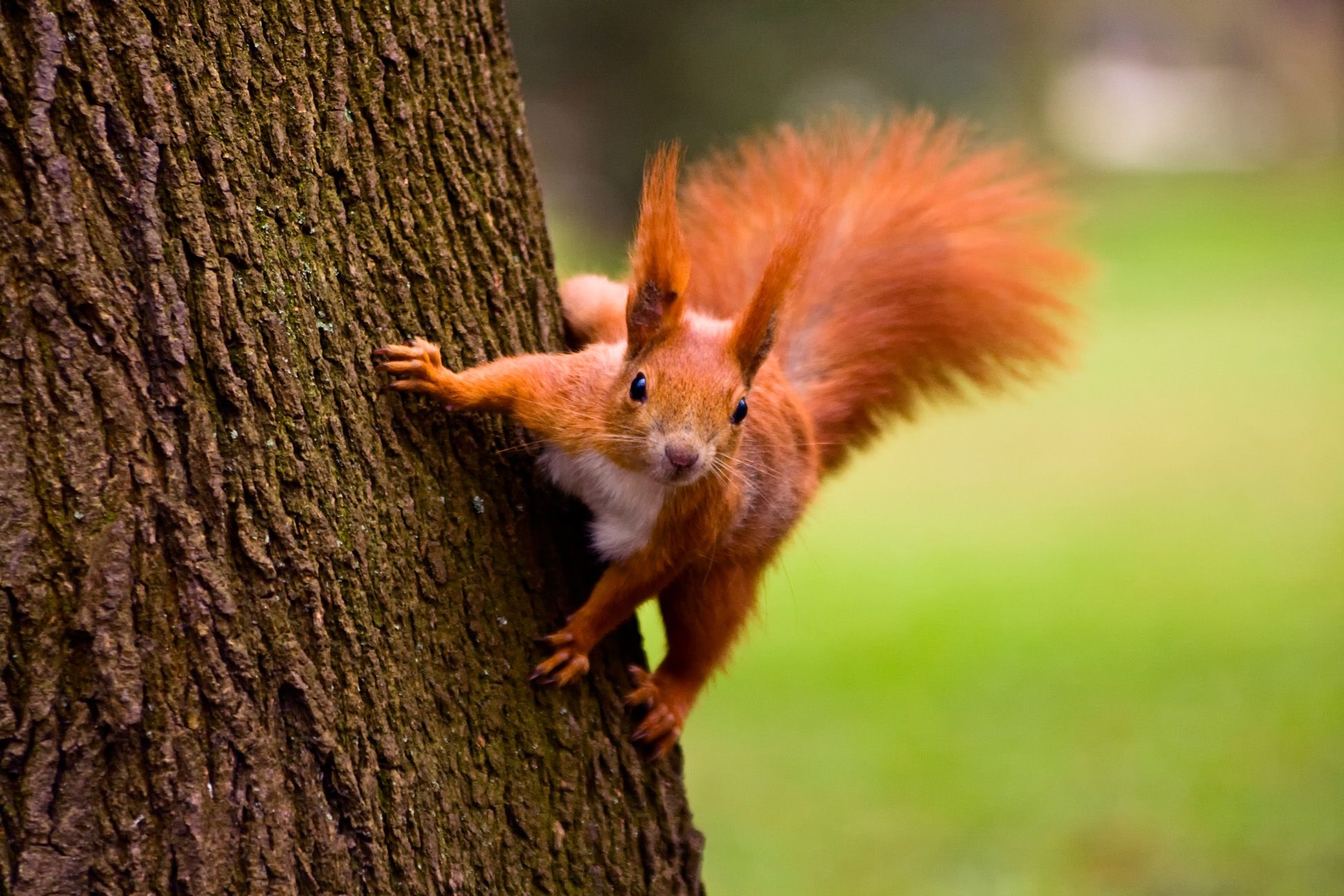 The RSPB at Ullswater 'Steamers'