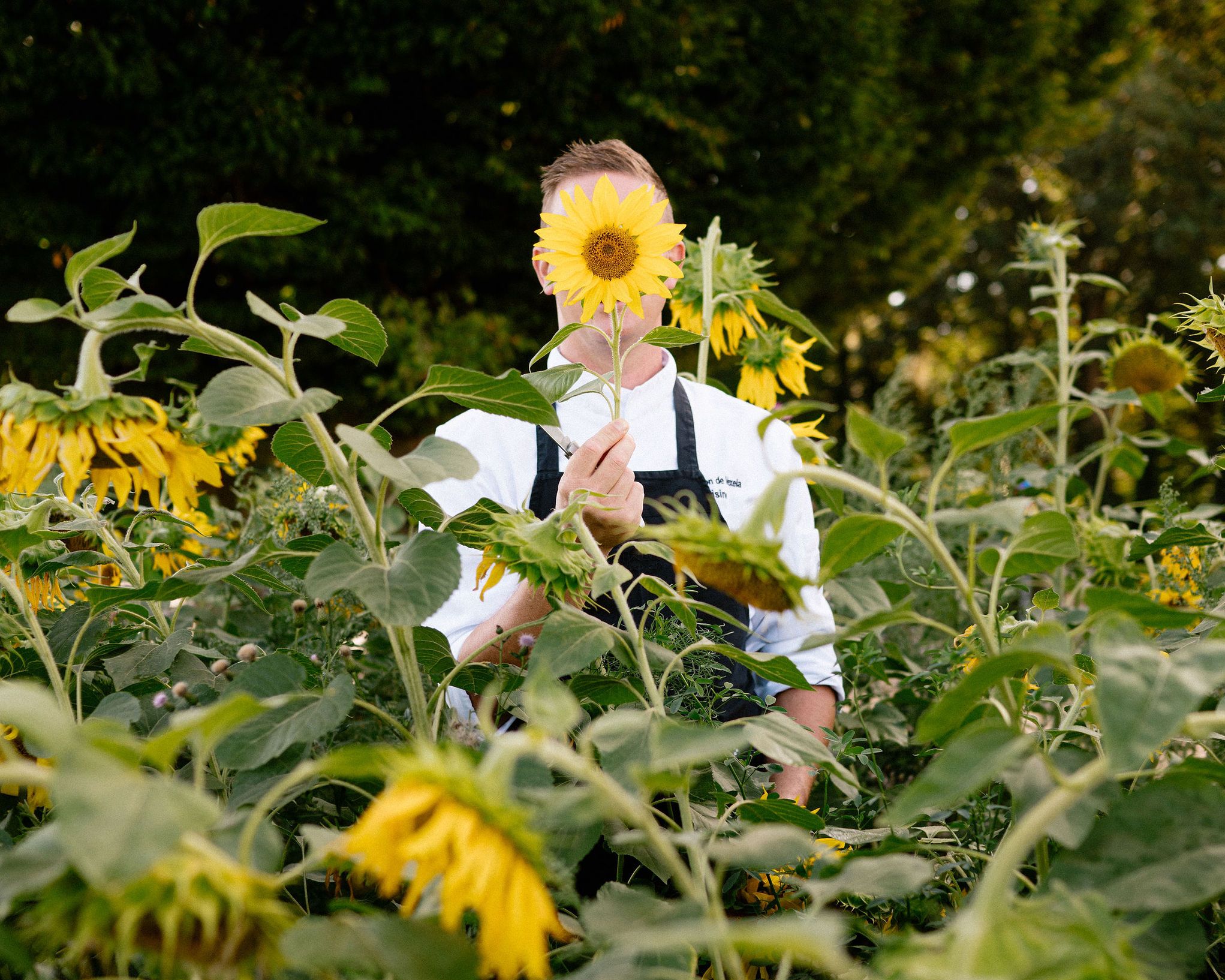 chef in tuin met zonnebloemen