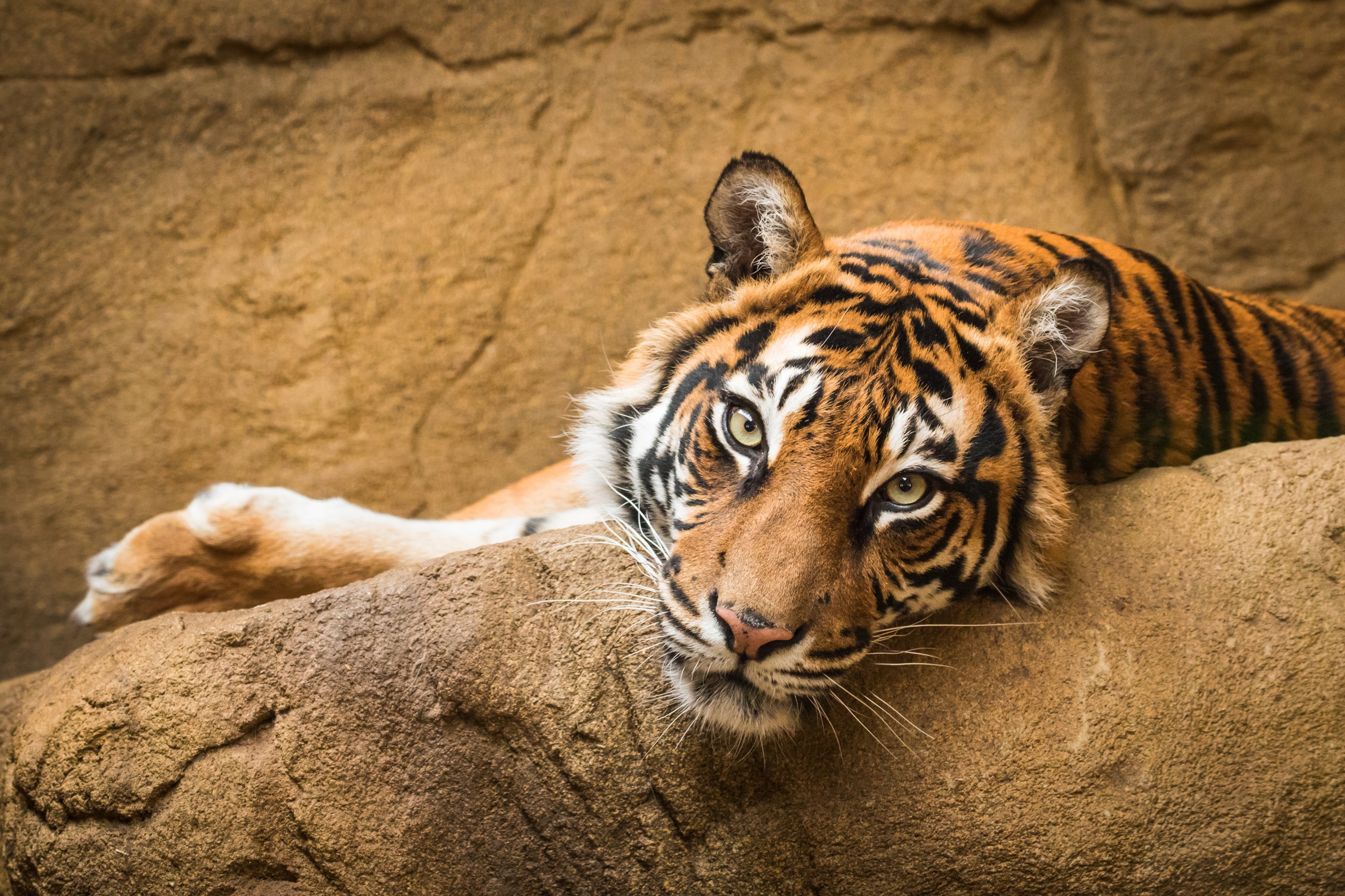 Tiger close-up at the zoo
