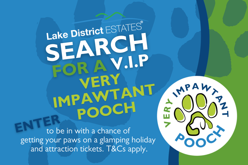 Search for a V.I.P Very Impawtant Pooch