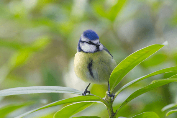 RSPB at Glenridding Pier 
