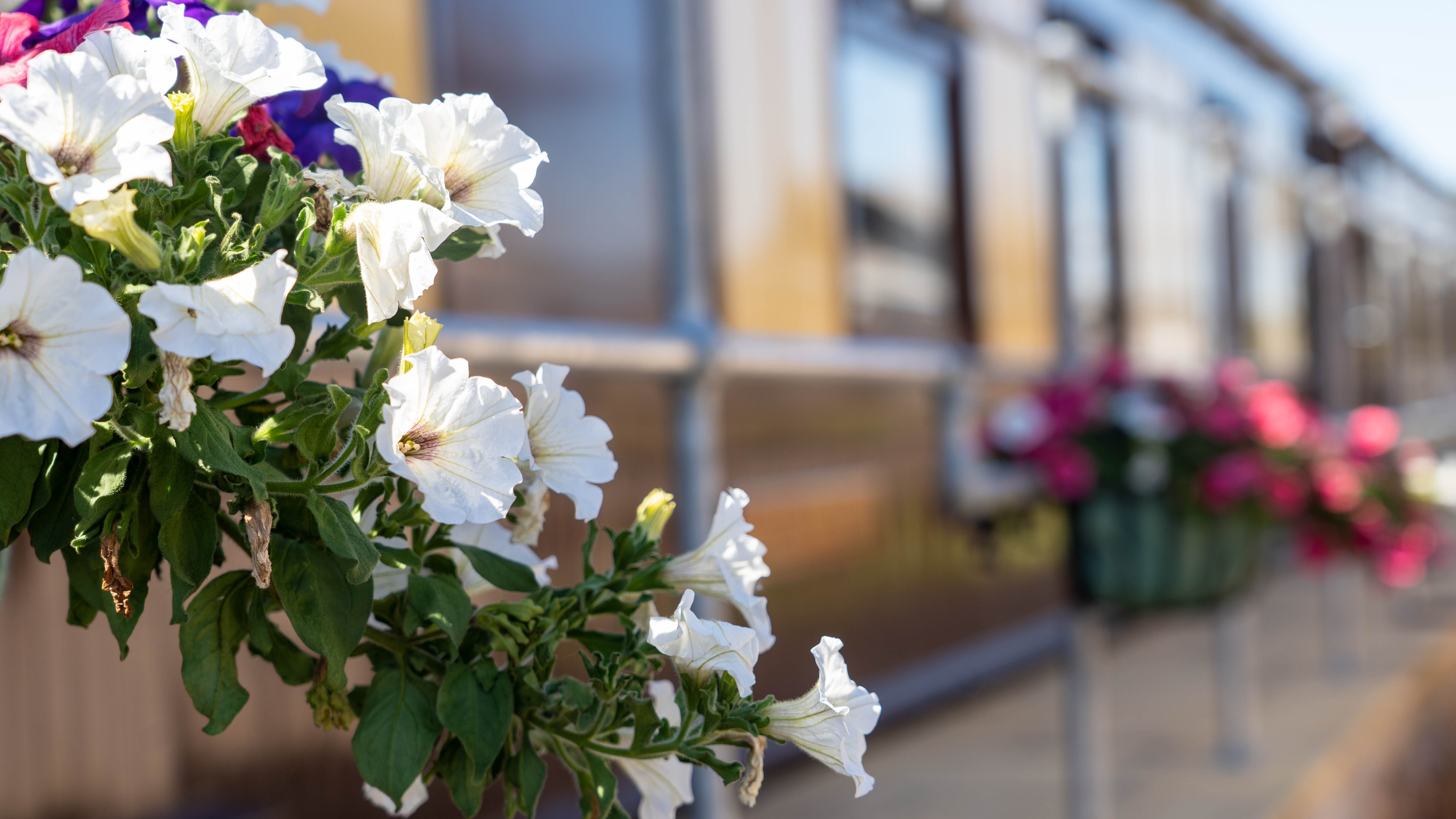 Pullman Camping Coach Availability